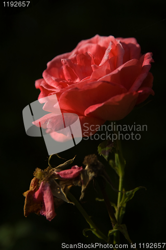 Image of Red Rose