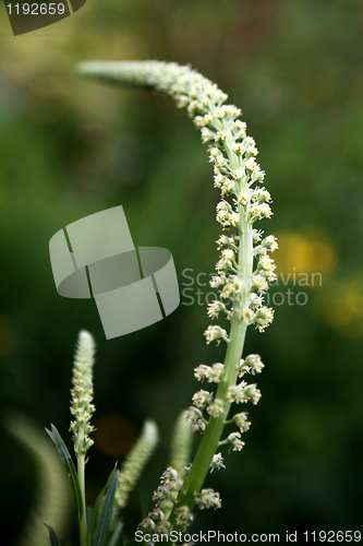 Image of Wild Flower