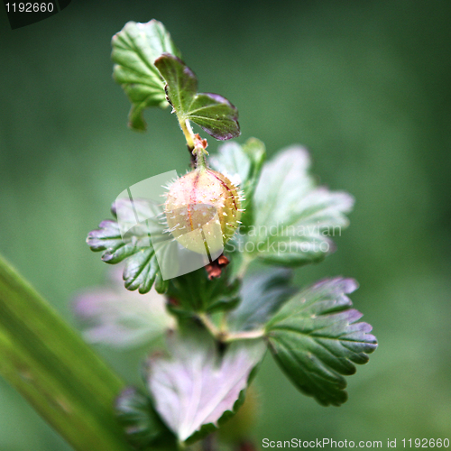 Image of Gooseberry