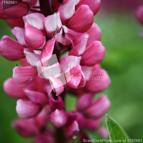 Image of Red Lupin