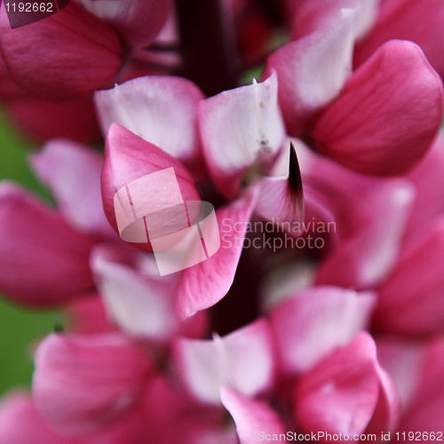 Image of Pink Lupin