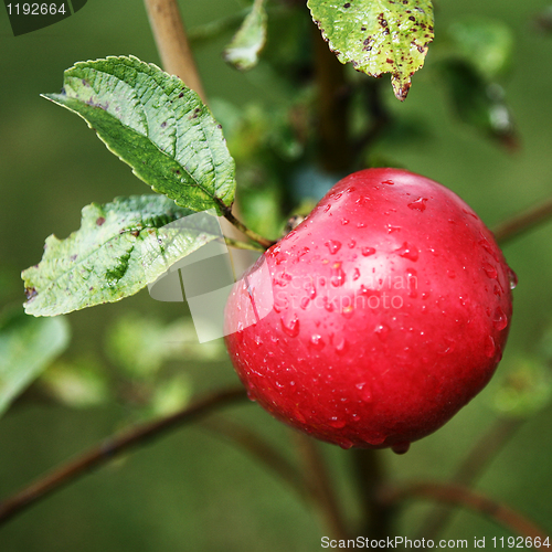 Image of Red Apple