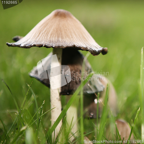 Image of Wild Mushroom