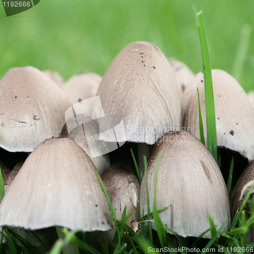 Image of Wild Mushrooms