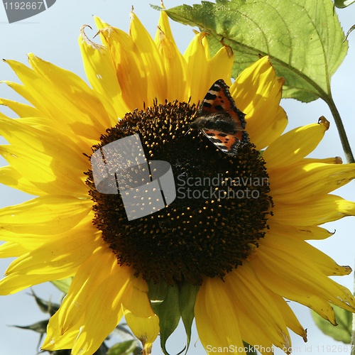 Image of Sunflower