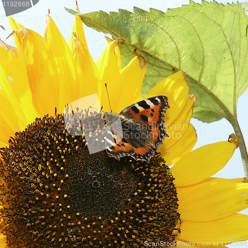 Image of Sunflower