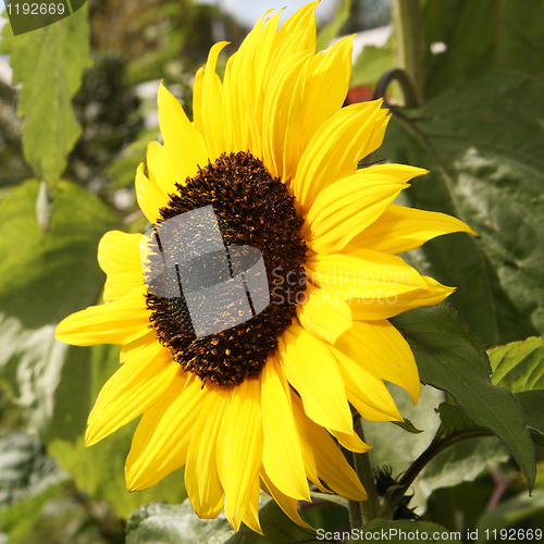 Image of Sunflower