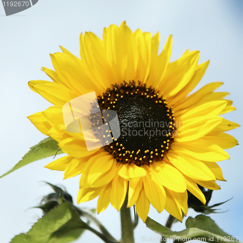 Image of Sunflower