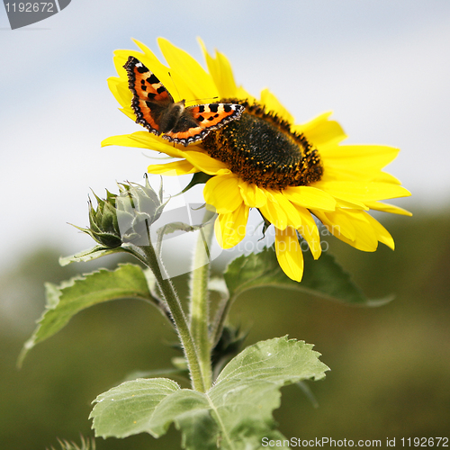 Image of Sunflower and Friend