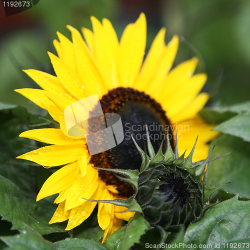 Image of Sunflower