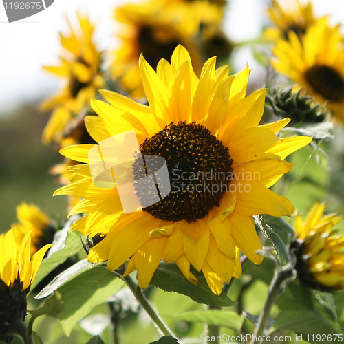 Image of Sunflower