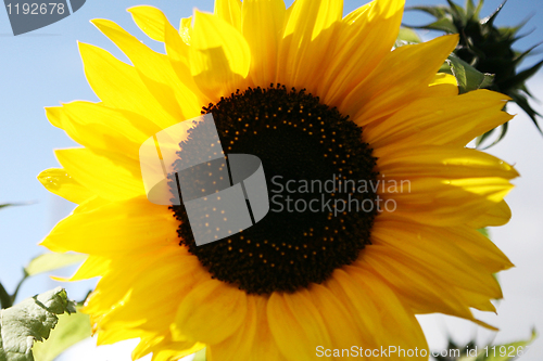 Image of Sunflower