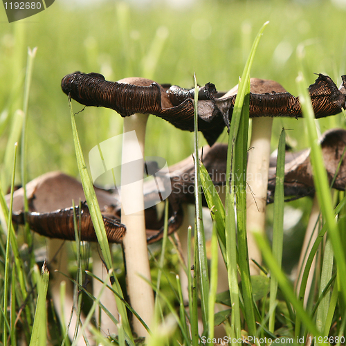 Image of Mushroom