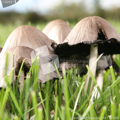 Image of Mushroom