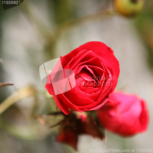 Image of Red Rose