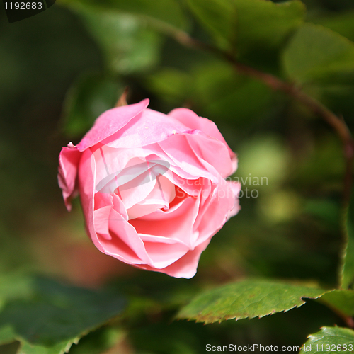 Image of Pink Rose