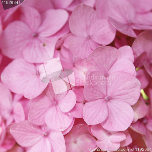 Image of Pink Flowers