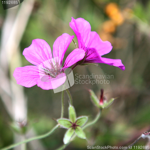Image of Wild Purple Flower