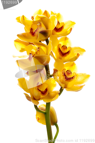 Image of Fresh bright yellow orchid