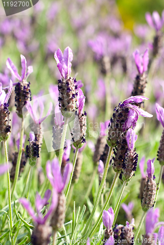 Image of Heather Calluna vulgaris bush