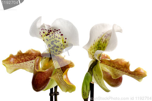 Image of Close up of orchid (Paphiopedilum Maudiae) 