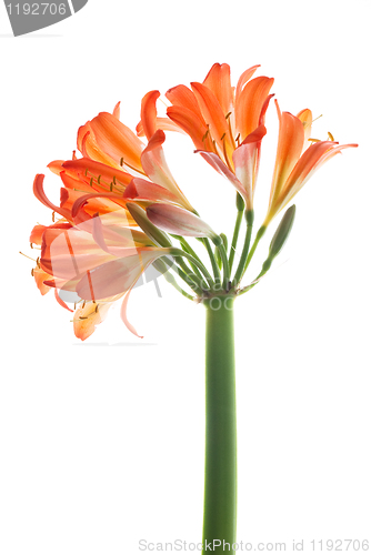 Image of Orange lilys