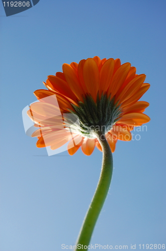 Image of Gerbera daisy