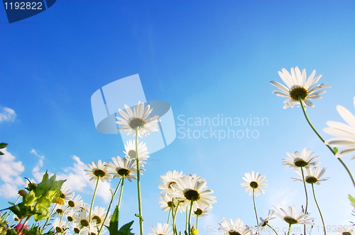 Image of daisy flower under blue sky