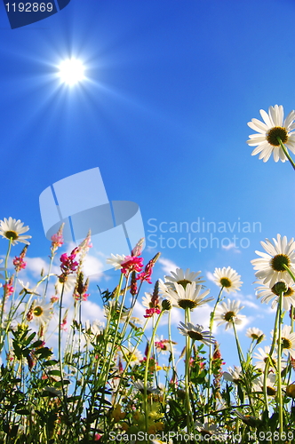 Image of flowers on meadow in summer