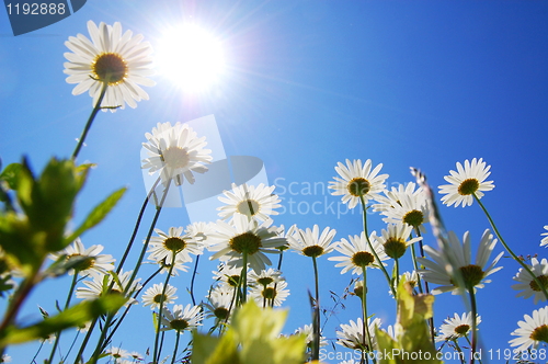 Image of daisy flower in summer with blue sky