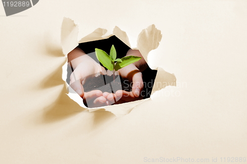 Image of hole in paper and plant in hands