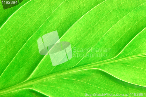 Image of structure of a leaf