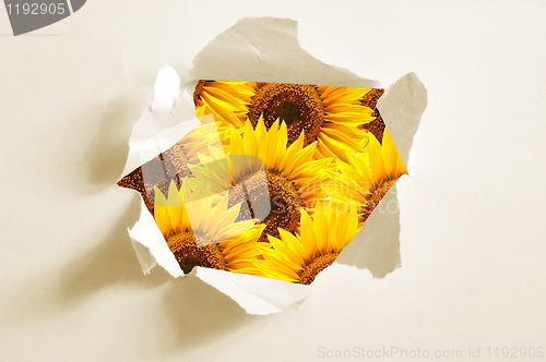 Image of flower behind hole in paper