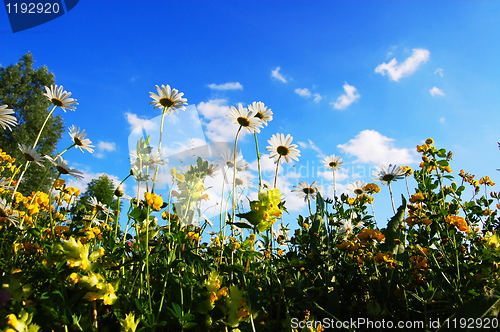 Image of daisy flowers in summer