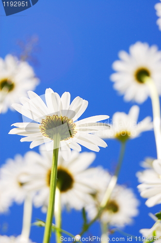 Image of daisy flower in summer