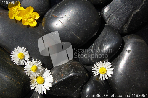 Image of daisy flowers on black stones