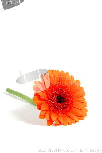 Image of isolated flower on white