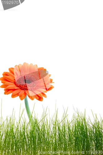 Image of isolated flower background