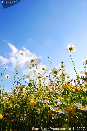 Image of flowers from below
