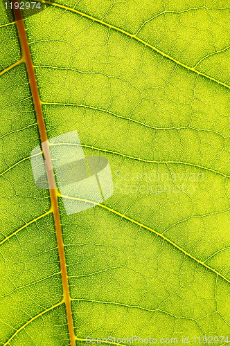Image of green leaf background
