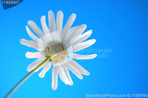 Image of daisy from beliw in summer under blue sky