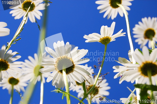 Image of daisy flower in summer