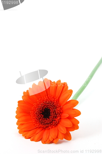 Image of isolated flower on white