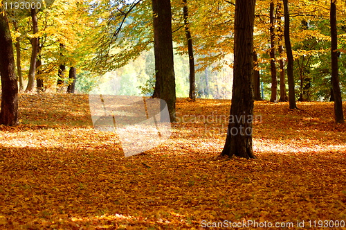 Image of forest and garden with golden leaves at fall