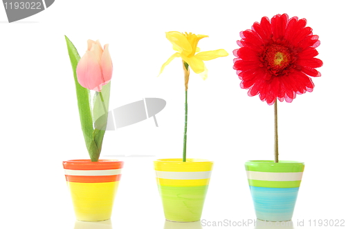 Image of flowers in pot