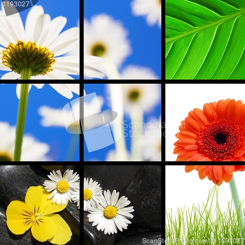 Image of flower collage