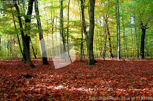 Image of forest and garden with golden leaves at fall