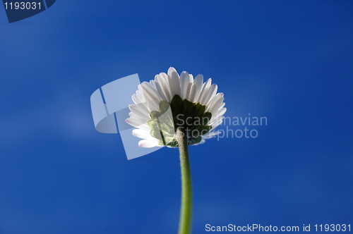 Image of daisy under blue sky