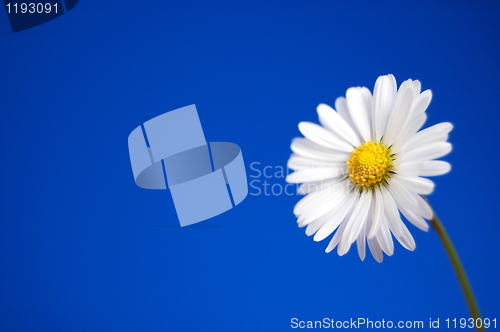 Image of daisy under blue spring sky