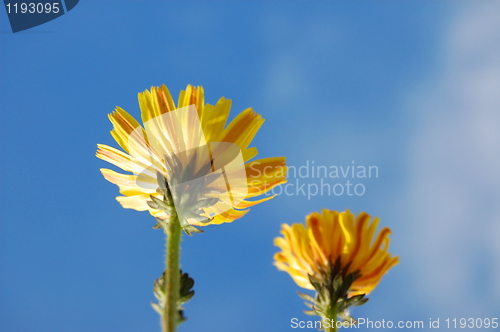 Image of flower under blue summer sky